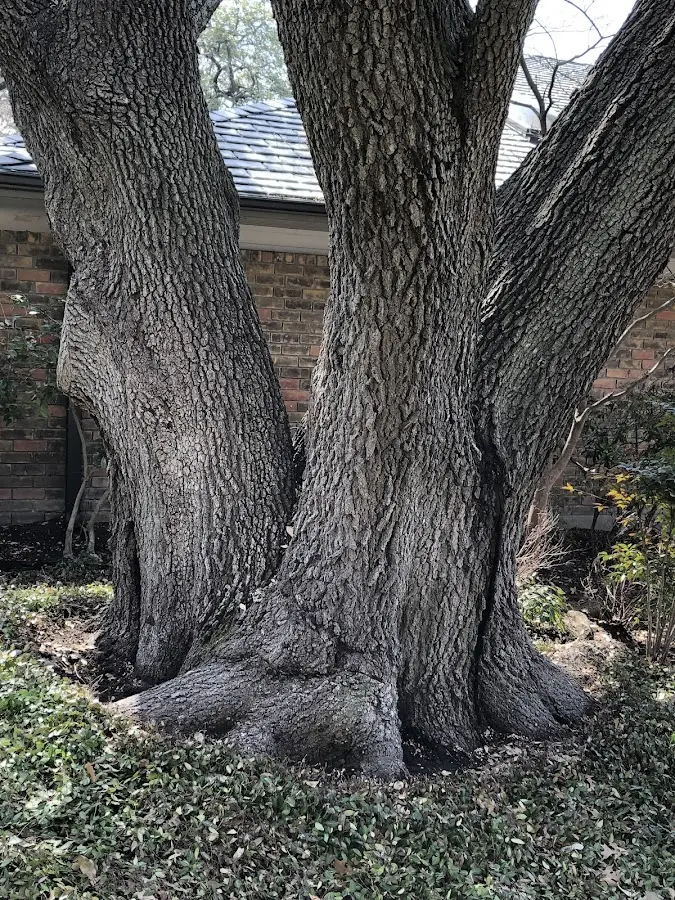 Mature heritage tree close to a La Salle property cared for by certified arborists